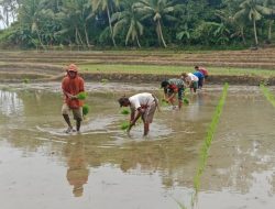 Lumpur Tak Jadi Penghalang, Babinsa Lamuru Kodim 1407/Bone Turun Langsung Hijaukan Lahan Desa Samenre