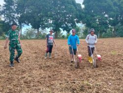 Wujud Nyata Ketahanan Pangan, Babinsa Libureng Kodim 1407/Bone Kawal Proses Tanam Jagung Di Wilayah Binaan