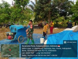 Percepat Proses Pengolahan Hasil Panen, Babinsa Koramil 1407-10/Ponre Bantu Warga Merontokkan Jagung