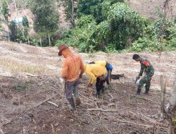 Aksi Teritorial Koramil 1407-05/Ulaweng : Pendampingan Sektor Pertanian Di Desa Timusu