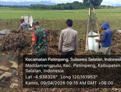 Tingkatkan Hasil Pasca Panen, Babinsa Koramil 1407-19/Kahu Kodim Bone Dampingi Penjemuran Kacang Tanah
