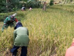 Sokong Ketahanan Pangan, Babinsa Koramil 1407-20/Bontocani Turun Ke Sawah Dampingi Petani Panen Padi
