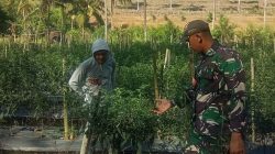 Babinsa Libureng Kodim 1407/Bone Turun Ke Kebun : Dorong Warga Produktif Lewat Tanam Cabai