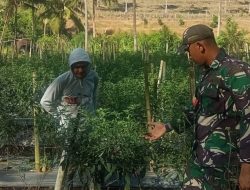Babinsa Libureng Kodim 1407/Bone Turun Ke Kebun : Dorong Warga Produktif Lewat Tanam Cabai