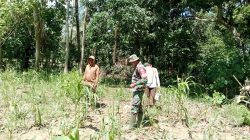 Perang Terhadap Hama, Babinsa Koramil 1407-05/Ulaweng Kodim Bone Dampingi Petani Tassipi Semprot Tanaman Jagung