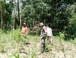 Perang Terhadap Hama, Babinsa Koramil 1407-05/Ulaweng Kodim Bone Dampingi Petani Tassipi Semprot Tanaman Jagung