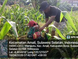 Perkuat Ketahanan Pangan, Babinsa Koramil 05/Ulaweng Dampingi Petani Jagung Di Taccorong