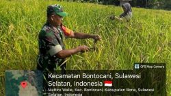 Wujudkan Swasembada, Babinsa Koramil 1407-20/Bontocani Pastikan Proses Panen Di Bontocani Berjalan Lancar