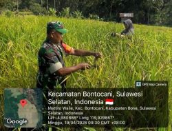 Wujudkan Swasembada, Babinsa Koramil 1407-20/Bontocani Pastikan Proses Panen Di Bontocani Berjalan Lancar