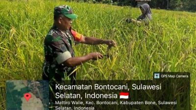 Wujudkan Swasembada, Babinsa Koramil 1407-20/Bontocani Pastikan Proses Panen Di Bontocani Berjalan Lancar