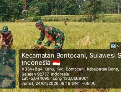 Dukung Ketahanan Pangan, Babinsa Kodim Bone Koramil 20/Bontocani Turun Sawah Dampingi Panen Padi