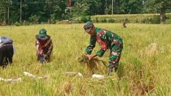 Personel Kodim Bone Koramil 1407-20/Bontocani Turun Langsung Bantu Petani Guna Percepatan Masa Panen