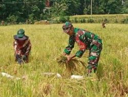 Personel Kodim Bone Koramil 1407-20/Bontocani Turun Langsung Bantu Petani Guna Percepatan Masa Panen
