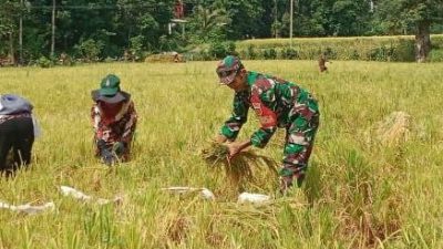 Personel Kodim Bone Koramil 1407-20/Bontocani Turun Langsung Bantu Petani Guna Percepatan Masa Panen