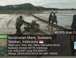 Genjot Ketahanan Pangan, Babinsa Koramil 15/Mare Kodim 1407/Bone Dampingi Petani Olah Lahan Dengan Traktor Modern