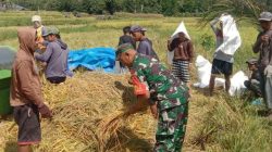 Sinergi Di Ladang, Babinsa Koramil 1407-20/Bontocani Dampingi Petani Pattuku Panen Padi Melimpah