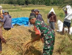 Sinergi Di Ladang, Babinsa Koramil 1407-20/Bontocani Dampingi Petani Pattuku Panen Padi Melimpah