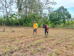 Perkuat Ketahanan Pangan, Babinsa Koramil 1407-14/Libureng Turun Tangan Basmi Hama Jagung Di Laburasseng