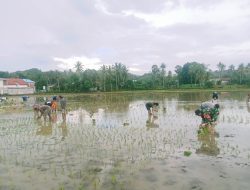 Semangat Gotong Royong : Aksi Babinsa Koramil 1407-21/Palakka Tanam Padi Bersama Warga Binaan