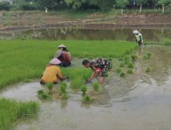 Sinergi TNI dan Petani : Babinsa Koramil 02/Dua Boccoe Kodim 1407/Bone Kawal Masa Tanam Di Desa Matajang