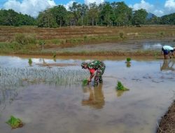 Akselerasi Swasembada Pangan, Babinsa Koramil 1407-09/Lappariaja Turun ke Lumpur Bantu Petani Liliriattang Tanam Padi