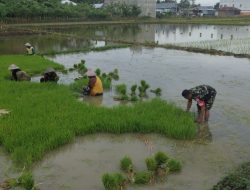 Kawal Musim Tanam, Babinsa Kodim Bone Koramil 02/Dua Boccoe Pastikan Pendampingan Pertanian Maksimal