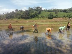 Optimalkan Hasil Produksi Pertanian, Babinsa Koramil 1407-09/Lapri Pantau Langsung Proses Tanam Padi