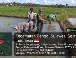 Genjot Produktivitas Pertanian, Babinsa Koramil 1407-09/Lapri Turun Langsung Ke Sawah