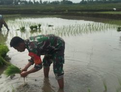 Peluh Bersama Rakyat, Babinsa Koramil Lapri Kodim 1407/Bone Ikut Dorong Percepatan Masa Tanam Padi