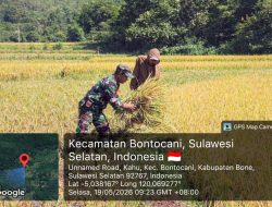Bersama Petani Merawat Asa : Cerita Babinsa Koramil 1407-20/Bontocani Kodim 1407/Bone Ikut Memanen Padi