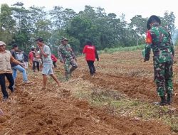 Bersama Petani Merawat Asa : Cerita Babinsa Koramil 19/Kahu Kodim 1407/Bone Ikut Menanam Jagung