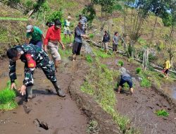 Kompak Di Tengah Sawah, Babinsa Koramil 08/Lamuru Kodim Bone Dan Petani Jambulu Kejar Target Tanam Padi