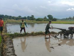 Optimalkan Sektor Pertanian, Babinsa Kodim Bone Koramil 1407-01/Ajangale Dampingi Petani Siapkan Masa Tanam