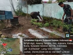 Koramil Kajuara Kodim 1407/Bone Optimalkan Sektor Pertanian Lewat Pembenahan Kebun Hanpangan di Makoramil