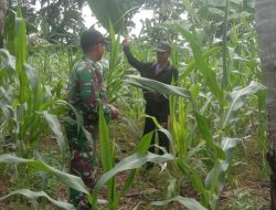 Babinsa Koramil 1407-05/Ulaweng Kawal Ketahanan Pangan Lewat Pendampingan Petani Jagung Desa Jompie