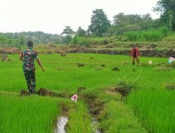 Sukseskan Ketahanan Pangan, Babinsa Koramil 1407-18/Kajuara Dampingi Petani Desa Ancu