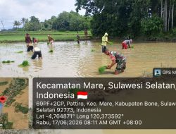 Turun Ke Sawah, Babinsa Koramil 1407-15/Mare Dampingi Kelompok Tani Cakka Cakka Menanam Padi