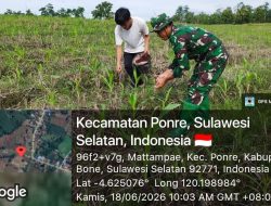 Pendampingan Aktif Babinsa Koramil 1407-10/Ponre Kepada Petani Jagung Binaan, Upaya Tingkatkan Hasil Panen
