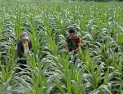 Akselerasi Swasembada, Babinsa Koramil Ulaweng Kodim 1407/Bone Turun Ke Kebun Cek Perkembangan Tanaman Warga