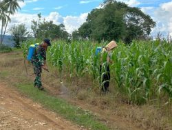 Perangi Hama Tanaman, Babinsa Koramil 1407-10/Ponre Kodim Bone Turun Langsung Dampingi Petani Jagung Di Dusun Ciro