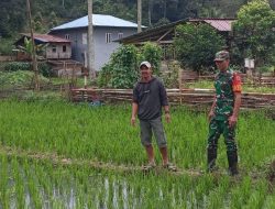 Peduli Nasib Petani, Babinsa Koramil 20/Bontocani Kodim 1407/Bone Pastikan Pasokan Air Dan Pupuk Padi Aman