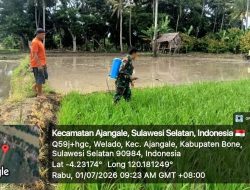 Babinsa Koramil 1407-01/Ajangale Dampingi Petani Rawat Tanaman Padi Di Desa Welado