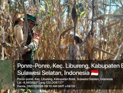 Babinsa Koramil 14/Libureng Kodim 1407/Bone Bantu Warga Panen Jagung, Dukung Ketahanan Pangan