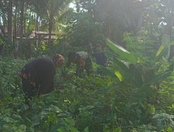 Babinsa Koramil 1407-03/Cenrana Dukung Ketahanan Pangan Melalui Pendampingan Petani