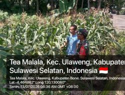 Babinsa Koramil 1407-05/Ulaweng Dampingi Pemantauan Tanaman Jagung Milik Warga Binaan