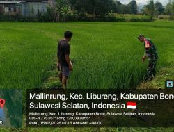 Peduli Petani Dan Ketahanan Pangan, Babinsa Libureng Dampingi Pemeliharaan Tanaman Padi Warga Di Desa Mallinrung