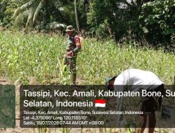 Babinsa Koramil 1407-05/Ulaweng Kodim Bone Perkuat Pendampingan Pertanian Melalui Pemantauan Lahan Jagung