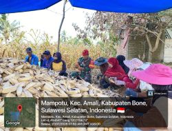 Semangat Gotong Royong Warnai Panen Jagung, Babinsa Ulaweng Hadir Membantu Warga Di Kelurahan Mampotu