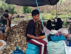 Babinsa Koramil 1407-05/Ulaweng Terus Berperan Aktif Mendampingi Petani Panen Jagung Di Wilayah Binaan