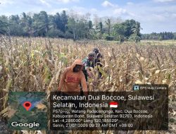 Babinsa Koramil 1407-02/Dua Boccoe Pererat Silaturahmi Bersama Para Petani Jagung Di Wilayah Binaan